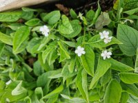 Omphalodes verna Alba