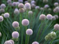 Allium senescens