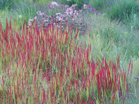 Imperata cylindrica Red Baron