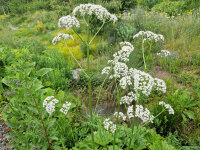 Valeriana officinalis