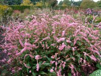 Bistorta amplexicaulis-Hybr. Pink Elephant