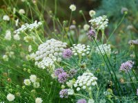 Seseli gummiferum