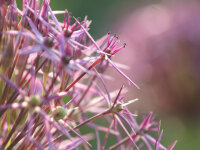 Allium christophii (albopilosum) (5 Stk.)