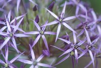 Allium christophii (albopilosum) (5 Stk.)