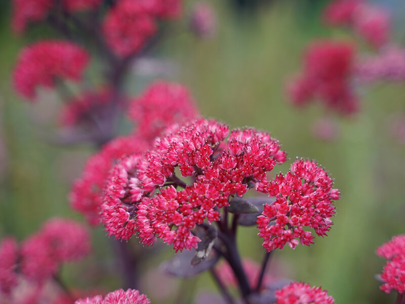 Sedum Hybr. Red Cauli®