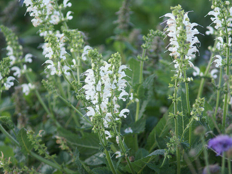 Salvia pratensis f. alba