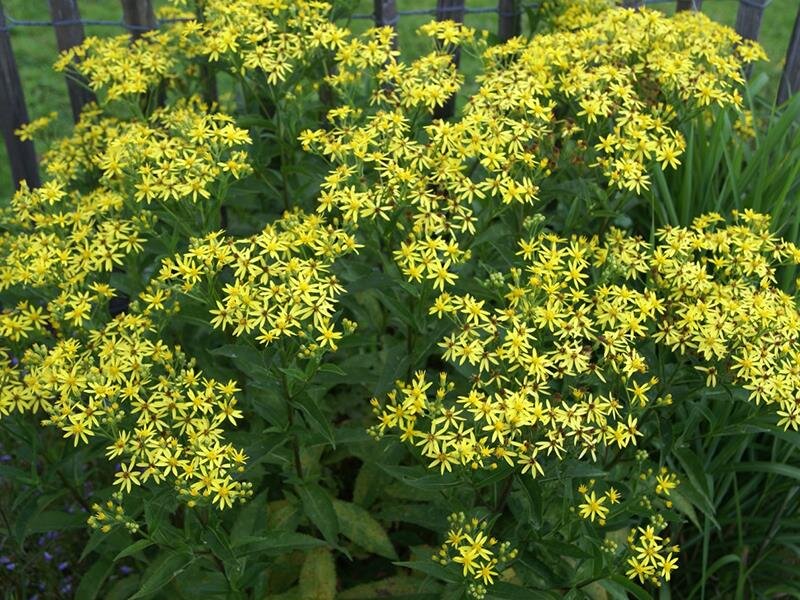Senecio doria