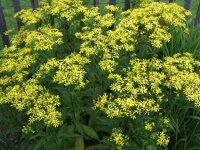 Senecio doria
