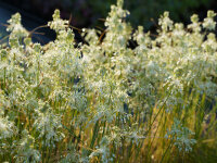 Allium carinatum subsp. pulchellum Album