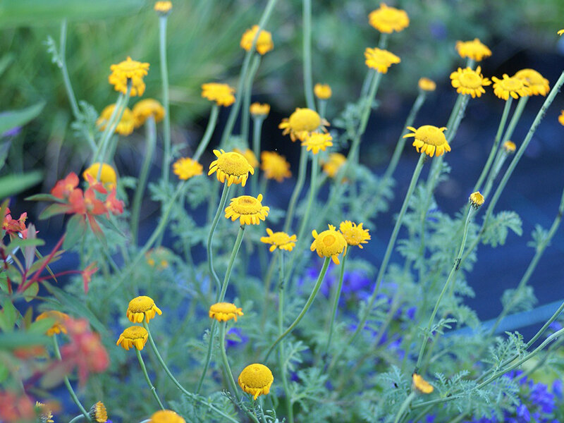 Anthemis sancti-johannis