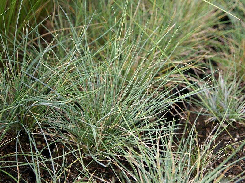Festuca valesiaca var. glaucantha