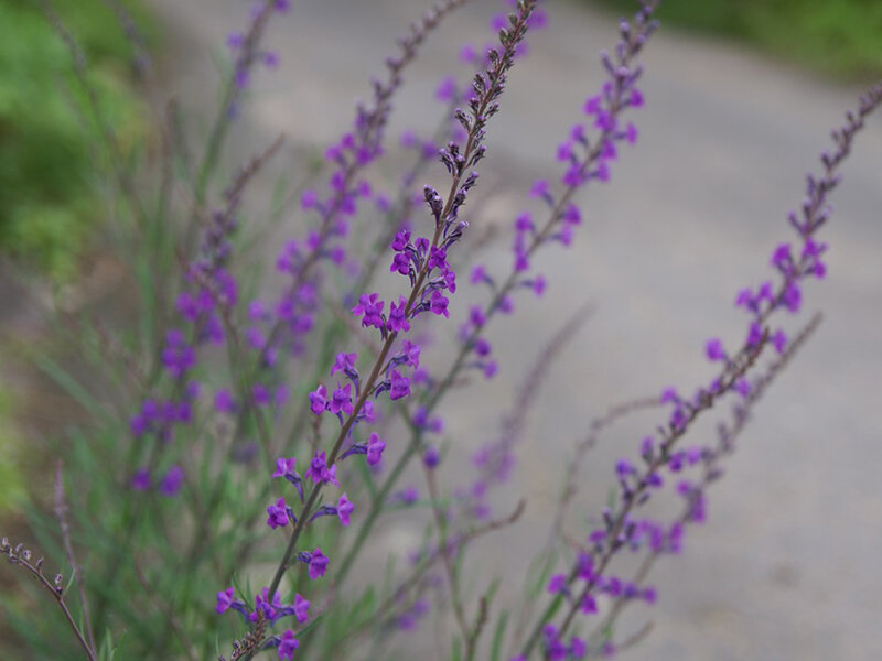 Linaria purpurea