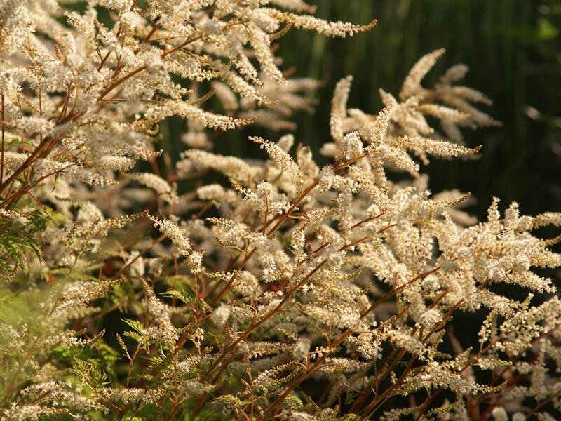 Aruncus Hybr. Guinea Fowl