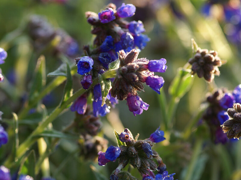 Pulmonaria longifolia E.B. Anderson