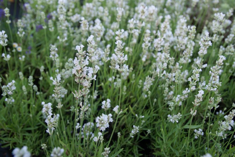 Lavandula angustifolia Nana Alba