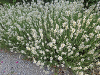 Lavandula angustifolia Nana Alba