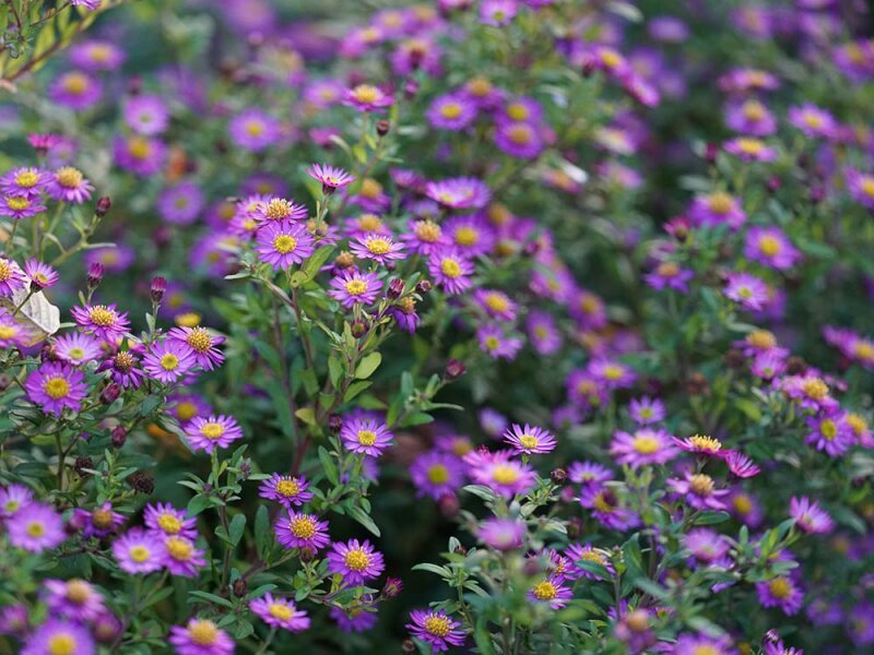 Aster ageratoides var. harae Ezo Murasaki