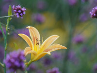 Hemerocallis Hybr. Autumn Minaret