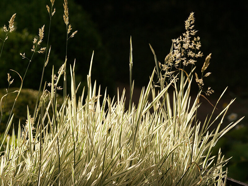 Holcus mollis Variegatus