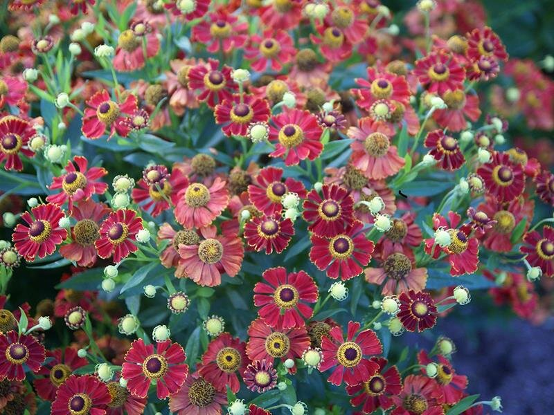 Helenium Hybr. Potters Wheel