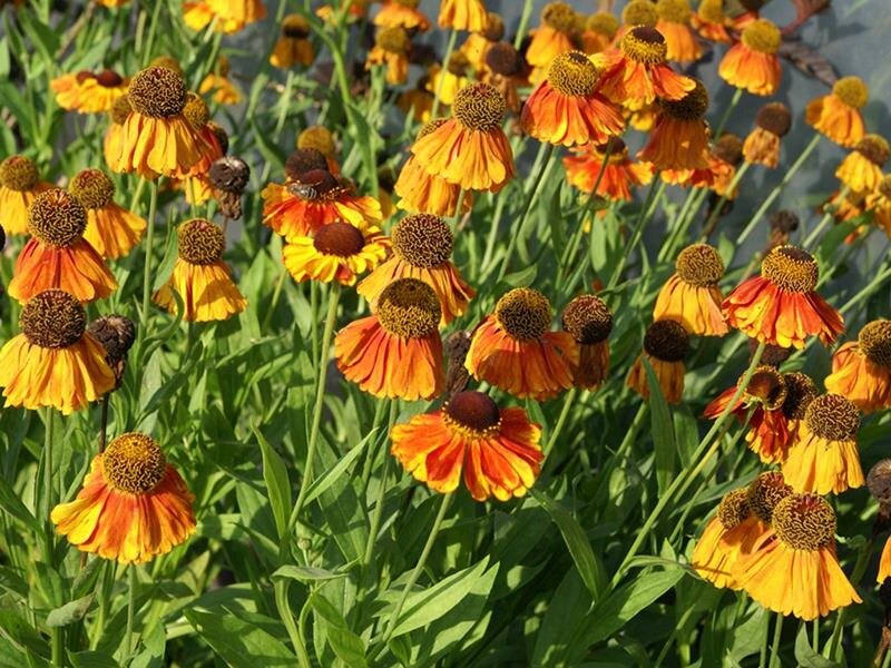 Helenium Hybr. Sahins Early Flowerer