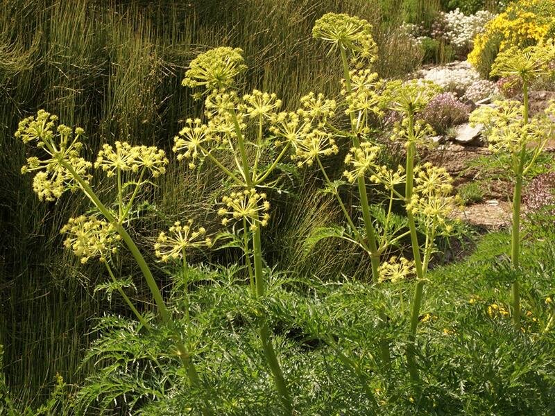 Molopospermum peloponnesiacum