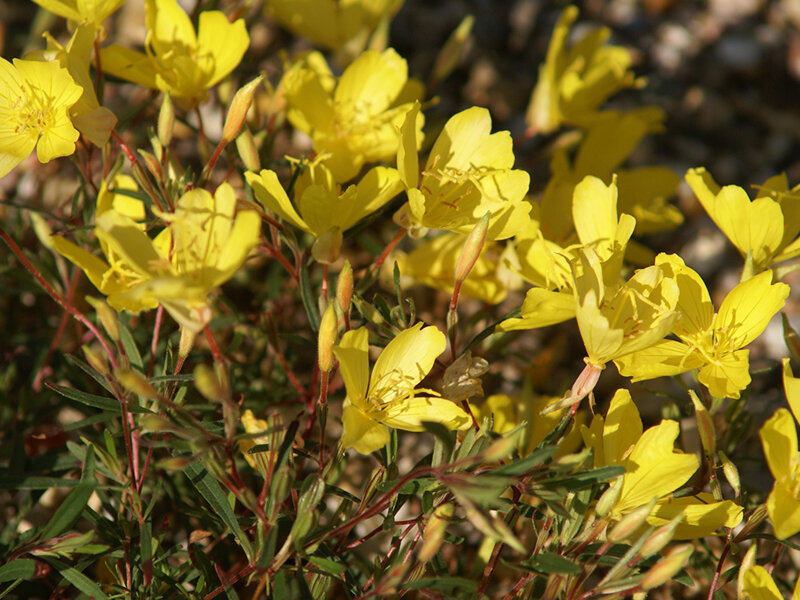 Calylophus serrulatus