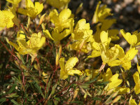 Calylophus serrulatus