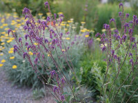 Salvia nutans x nemorosa Saxdorf