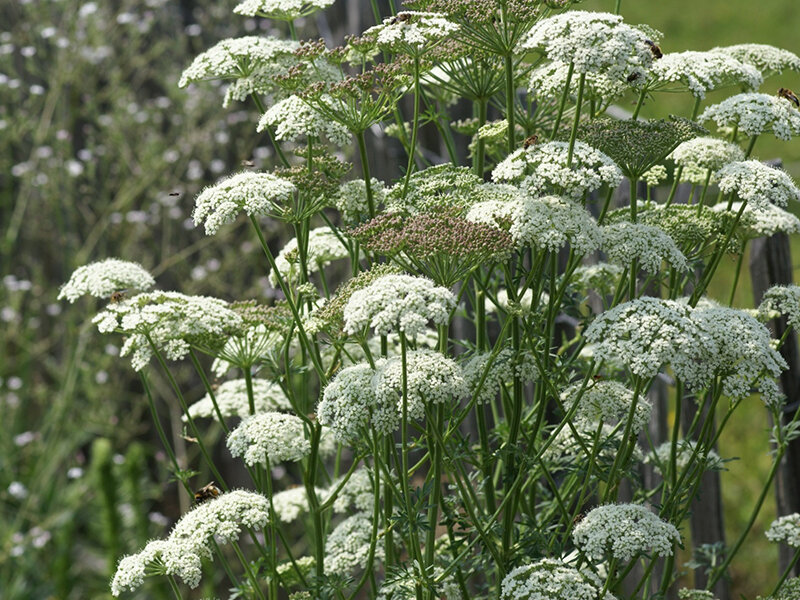 Seseli carvifolium