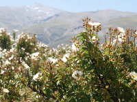 Cistus laurifolius