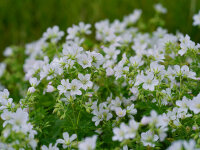 Geranium sylvaticum Album