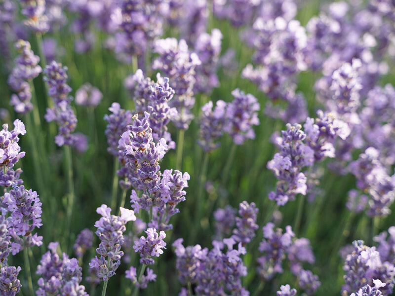 Lavandula angustifolia Melissa Lilac
