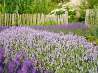 Lavandula angustifolia Melissa Lilac