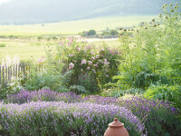 Lavandula angustifolia Melissa Lilac