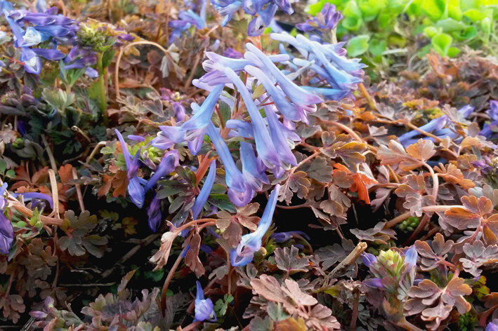 Corydalis flexuosa Purple Leaf