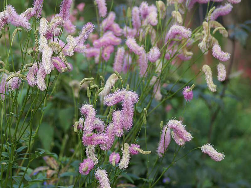 Sanguisorba hakusanensis Lilac Squirrel**