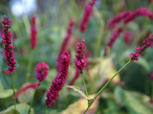 Bistorta (Persicaria) amplexicaulis Amethyst Summer ®