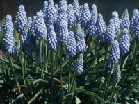 Muscari Valerie Finnis® (20 Stk.)