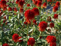 Echinacea Hot Papaya P1