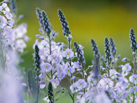 Veronica gentianoides Maihimmel