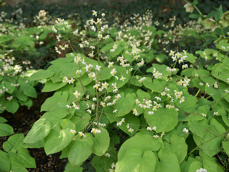 Epimedium pubigerum