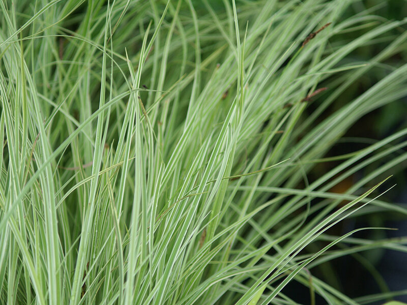 Carex montana  Raureif®
