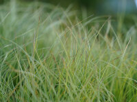 Carex montana  Raureif®