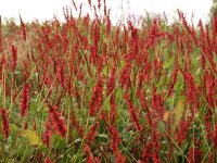 Bistorta amplexicaulis Speciosa