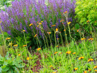 Hieracium aurantiacum