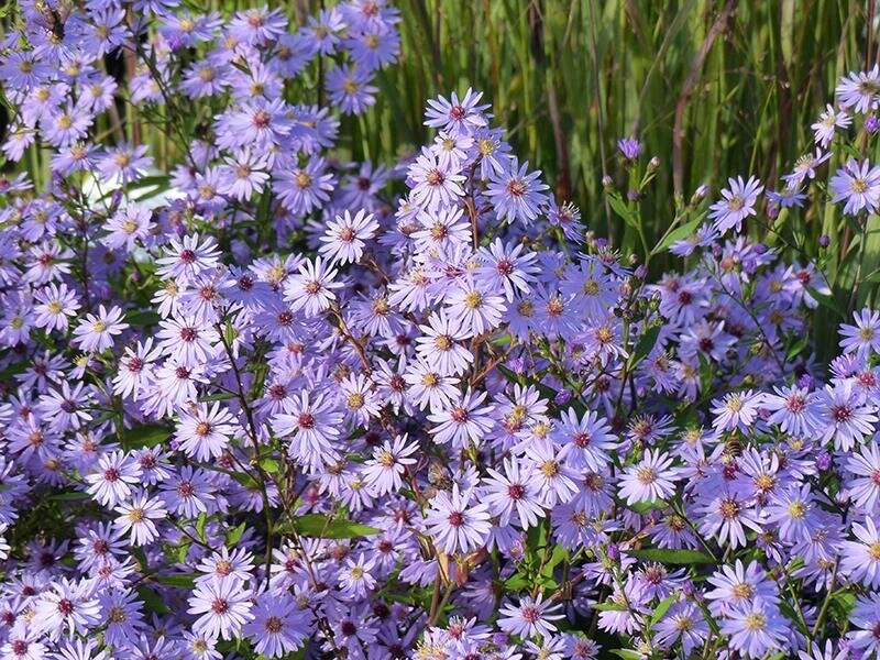 Aster (Symphyotrichum) cordifolius Little Carlow P1