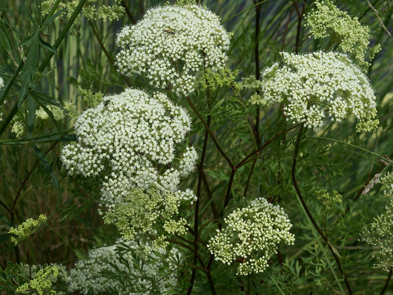Cnidium silaifolium