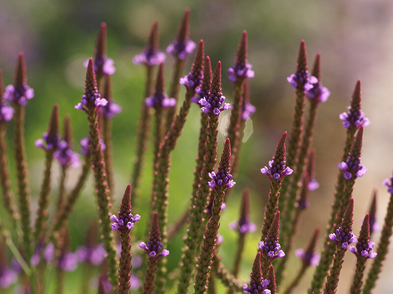 Verbena hastata Pink Spires