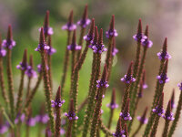 Verbena hastata Pink Spires